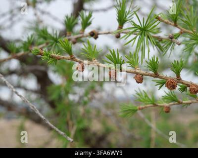 Europäische Lärche (Larix decidua) Äste zeigen Knospenbruch und frisches grünes Nadewachstum im frühen Frühling in Colorado, USA. Stockfoto