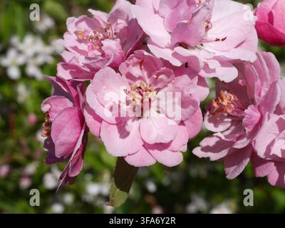 Rosa Blüten des Brandywine Apfelbaums (Malus 'Brandywine') in voller Frühlingsblüte, die geschichteten Blütenblätter in Colorado, USA, zeigend. Stockfoto