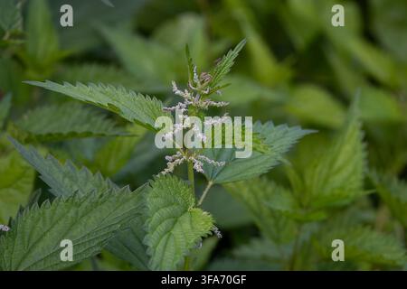 Urtica dioica L., Brennnessel, mit zarten blassgrünen Blüten und gezackten Blättern, die zwischen üppiger Sommervegetation wachsen. Stockfoto
