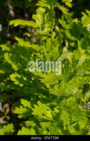 Frische grüne Blätter einer jungen Eiche (Quercus) im Frühlingssonnenlicht Stockfoto