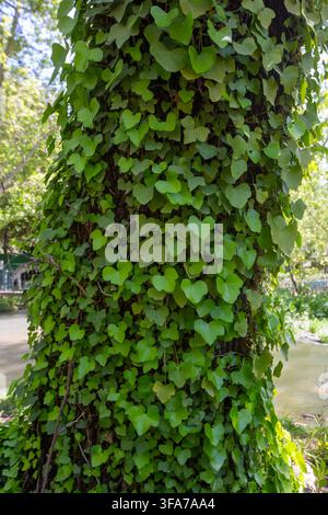 Üppige grüne Efeu (Hedera helix) klettert einen alten Baumstamm hinauf Stockfoto