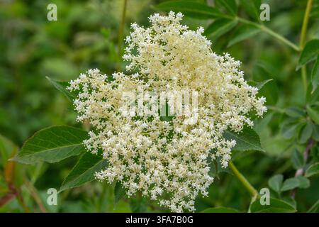 Ein Büschel kleiner weißer Blüten und grüner gezackter Blätter einer Holunderbeere (Sambucus). Stockfoto