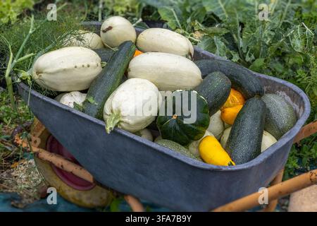 Eine hölzerne Schubkarre gefüllt mit verschiedenen Gemüsesorten, darunter weiße und grüne Gurken, Zucchini und gelbe Kürbis, platziert in einem Garten. Stockfoto