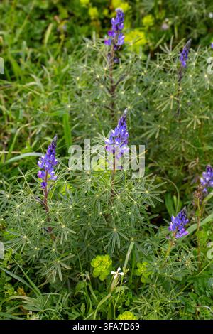 Lebendige lila Schmalblättrige Lupine (Lupinus angustifolius) Wildblumen in Blüte Stockfoto