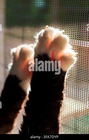 Nahaufnahme von Katzenpfoten mit scharfen Krallen, die sich in das Fenstergitter einbohren, Sonnenlicht hinterleuchtet das flauschige Fell, Haustierverhalten im Innenraum, hochkontrastierte Makroaufnahme von Stockfoto