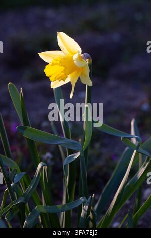 Wildgelbe Narzisse (Narcissus pseudonarcissus) blüht in Gartenerde Stockfoto