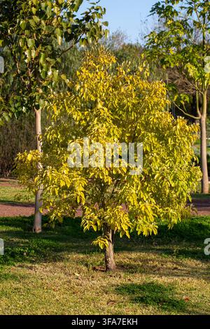 Zarte weiße Blüten und glänzende Blätter eines Kampherbbaums Stockfoto
