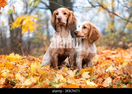 Zwei rote Jagdspaniels laufen im Herbstwald zwischen den gelben Ahornblättern. Mit einem Hund außerhalb der Stadt spazieren. Jagdhunde. Stockfoto