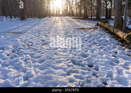 Schneebedeckter Waldweg mit Fußabdrücken und langen Schatten während des Wintersonnenuntergangs. Stockfoto
