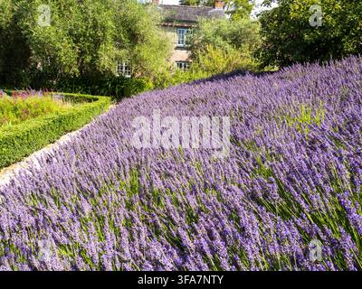 Bienen, die in Tregwainton Gardens, Cornwall, UK, von Lavendel fressen Stockfoto