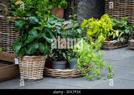 Verschiedene grüne Topfpflanzen und Kräuter in Weidenkörben vor einem Blumenladen-Garten. Blumenverkauf Stockfoto