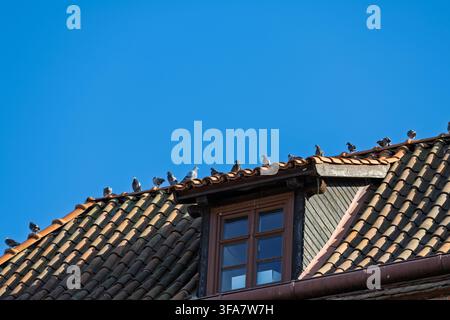 Graue Tauben sitzen entlang des Firstes eines Ziegeldachs unter einem hellen, klaren Himmel. Ein hölzerner Gaubenfensterrahmen hebt sich von den Keramikschindeln ab. Stockfoto