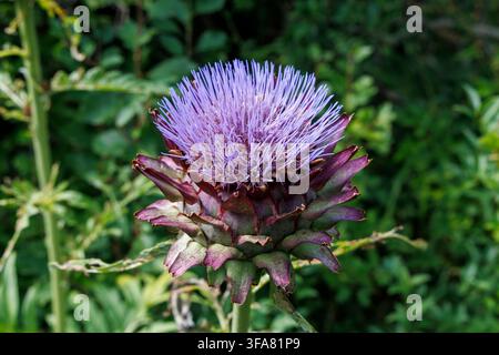 Gartenartischocke oder Kardobele-Blüte (Cynara cardunculus) wächst in einem Garten in East Sussex, UK Stockfoto