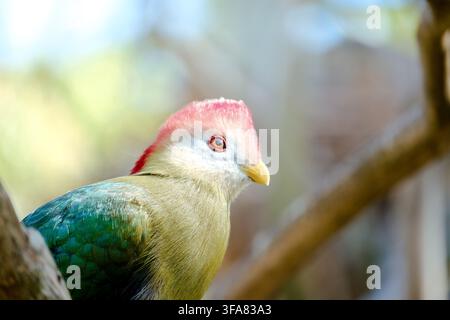 Rotkappen-Turako, der auf einem Ast sitzt und sein farbenfrohes Gefieder im Profil zeigt Stockfoto