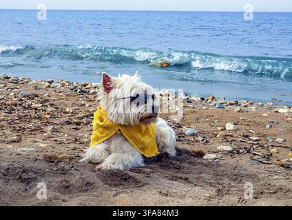 Ein West Highland White Terrier sitzt mit dunkler Sonnenbrille am Sandstrand. Er trägt ein gelbes Handtuch und genießt einen sonnigen Tag am Meer. Kleine Wellen Stockfoto