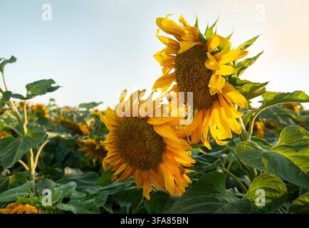 Nahaufnahme von hellgelben blühenden Sonnenblumen (Helianthus annuus) mit grünen Blättern auf einem Feld während der goldenen Stunde bei Sonnenuntergang. Stockfoto