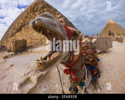 Ansicht eines Kamels mit geöffnetem Maul vor den Großen Pyramiden von Gizeh unter einem bewölkten Himmel in Nazlat al-Samman, Gouvernement Gizeh, Ägypten. Stockfoto