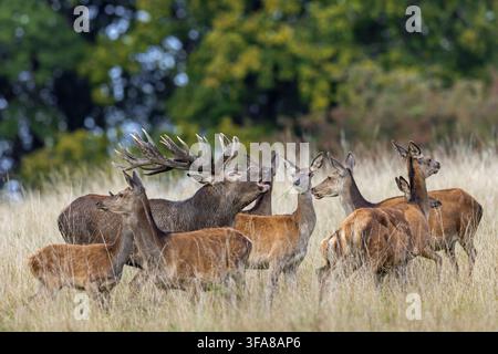 Rotwild (Cervus elaphus) Hirsch mit großen Geweihen brüllt, während er ein Harem von Hinden auf Wiesen am Waldrand während der Brunft im Herbst durchtreibt Stockfoto