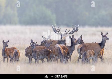 Rotwild (Cervus elaphus) Hirsch mit großen Geweihen treibt im frühen Morgennebel an Waldrand in Grasland während der Brunft im Herbst ein Harem von Hinden zusammen Stockfoto
