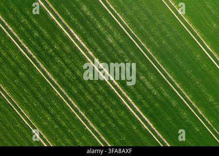 Luftbild über Ackerland mit parallelen Traktorspuren in einem Weizenfeld / Maisfeld im Frühling Stockfoto