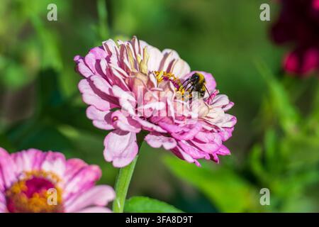 Bumblebee sammelt Nektar und Pollen auf einer rosa Zinnienblüte im Sommer Stockfoto