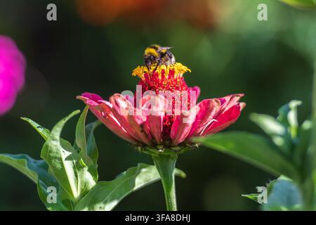 Bumblebee sammelt Nektar und Pollen auf einer rosa Zinnienblüte im Sommer Stockfoto