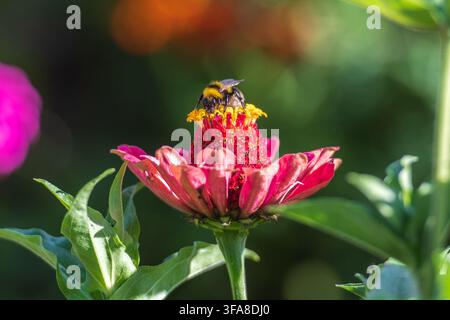 Bumblebee sammelt Nektar und Pollen auf einer rosa Zinnienblüte im Sommer Stockfoto
