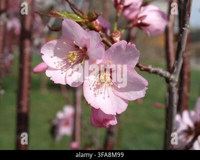 Zwei rosa Blüten der Pink Flair Blühenden Kirsche (Prunus sargentii) blühen im Frühling an einem Ast in Colorado, USA. Stockfoto