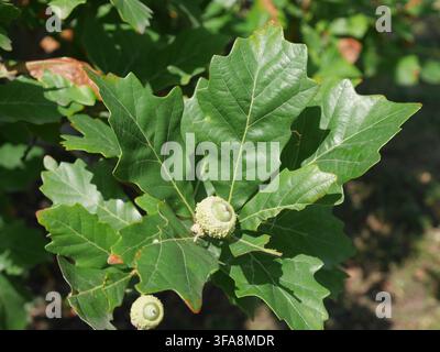 Junge Eichel und gelappte grüne Blätter der Sumpf-Eiche (Quercus bicolor) im frühen Herbst in Colorado, USA. Stockfoto