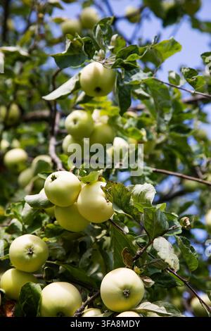 Grüne Äpfel an Ästen im Obstgarten Stockfoto