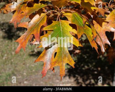 Nördliche Rote Eiche (Quercus rubra) Blätter, die Ende Oktober in Colorado, USA, von Grün zu Gelb, Orange und Bronze wechseln Stockfoto
