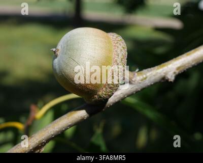 Nahaufnahme einer unreifen Eichel der Rotbuche (Quercus rubra) mit Schale an einem Ast Ende August in Colorado, USA Stockfoto