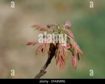 Aufkommende Frühlingsblätter der Rotbuche (Quercus rubra) Ende April in Colorado, USA, die rötliches junges Laub und neues Wachstum zeigen. Stockfoto