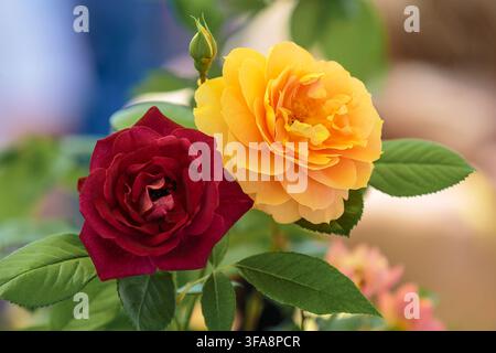 Schöne gelbe und dunkelrote Gartenrosen blühen zusammen mit grünen Blättern auf einem weichen unscharfen Hintergrund. Stockfoto