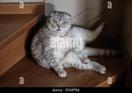 Lustige Scottish-Fold-Katze mit großen grünen Augen, die in einer humorvollen menschenähnlichen Pose auf einer Innentreppe aus Holz sitzt. Stockfoto