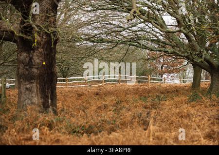Reife Eichen rahmen einen rustikalen Zaun über goldenem Farn in Richmond Park und schaffen so eine friedliche Waldszene mit erdigen Wintertönen. Stockfoto