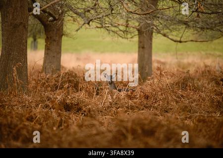 Ein junges Rotwild schaut durch goldenes Farnkraut unter reifen Bäumen im Richmond Park, umgeben von warmen Herbstfarben und sanftem Licht. Stockfoto