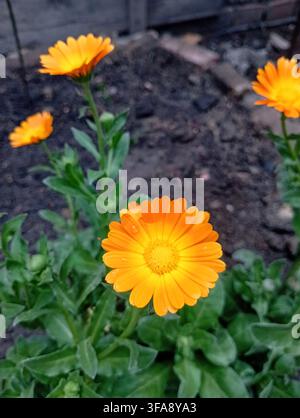 Helle orangefarbene Ringelblume mit Regentropfen auf den Blütenblättern, die im Garten blüht, Nahaufnahme Stockfoto