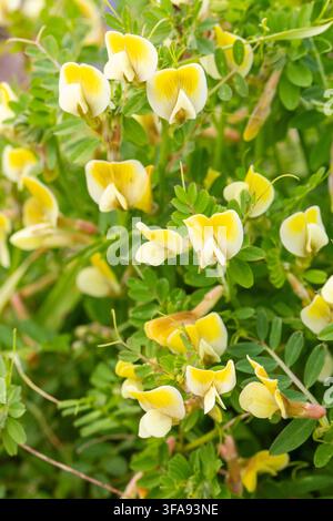 Nahaufnahme von Gelber Wicke (Vicia Lutea) Wildblumen, die auf einem sonnigen Feld blühen Stockfoto