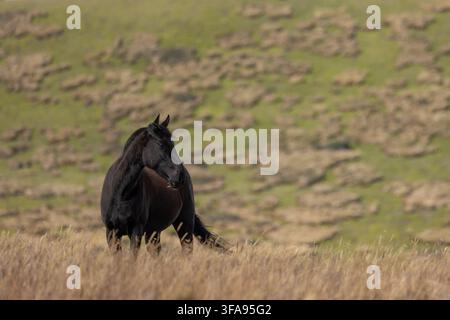 Schwarzes Wildpferd (Equus caballus) steht in Hochland-Páramo-Grasland in Antisana, Ecuadorischen Anden, Ecuador. Stockfoto