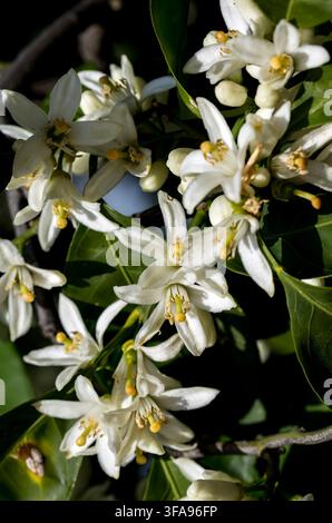 Reife Orangen hängen an einem blühenden Orangenbaum Stockfoto