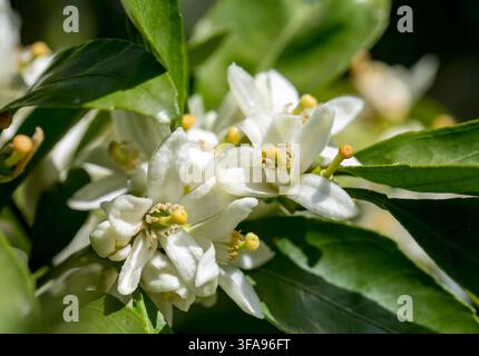 Reife Orangen hängen an einem blühenden Orangenbaum Stockfoto