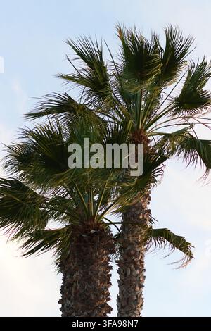 Zwei hohe Palmen ragen gegen einen klaren blauen Himmel. Ihre Blätter wehen sanft im Wind. Die Stämme sind dick und strukturiert mit natürlicher Rinde. Dies Stockfoto
