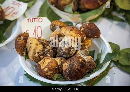 Typische ganze frische lokale braune Porcini- oder Steinpilze mit einem handgeschriebenen Preisschild, die auf einem Bauernmarktstand in Sanremo, Italien, ausgestellt sind Stockfoto