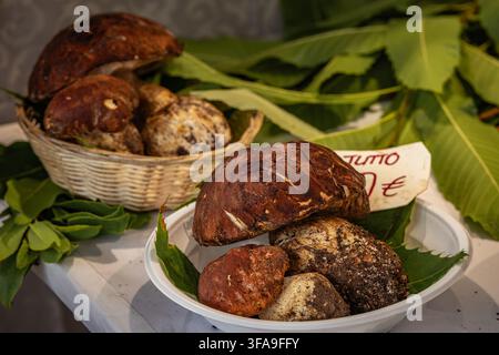Typische ganze frische lokale braune Porcini- oder Steinpilze mit einem handgeschriebenen Preisschild, die auf einem Bauernmarktstand in Sanremo, Italien, ausgestellt sind Stockfoto