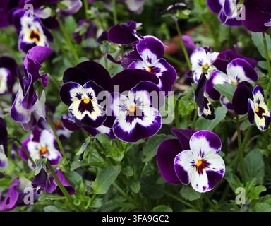 Hybrid Horned Pansy 'Deltini Violet Face', Viola cornuta 'Deltini Violet Face', Violaceae. Europäische Herkunft. Lila und weiße Garten-Stiefmütterchen. Stockfoto