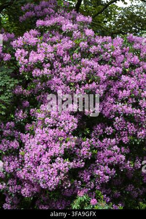 Gängiges Rhododendron oder Pontisches Rhododendron, Rhododendron ponticum, Ericaceae. Schottland, UK. Stockfoto
