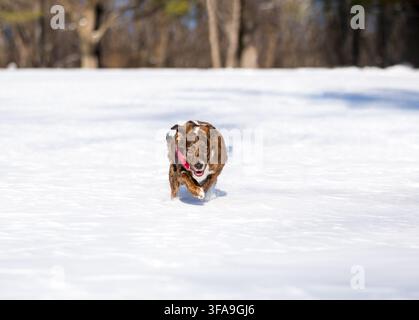 Ein gemischter Hund, der durch den Schnee zur Kamera läuft Stockfoto