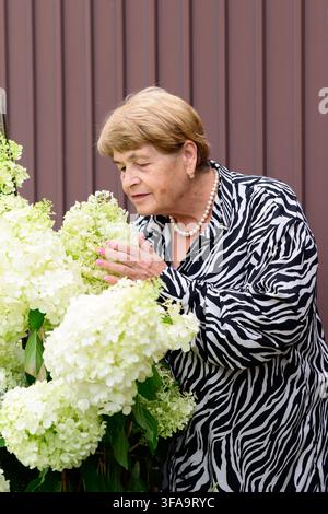 73-jährige russische Frau, die weiße Blüten der Hydrangea paniculata neben einer braunen Wand im Garten riecht. Stockfoto
