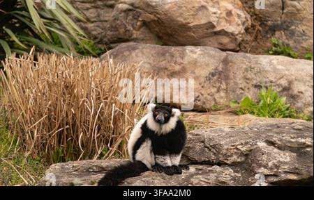 Schwarz-weißer Kragenlemur sitzt auf einem Felsen Stockfoto